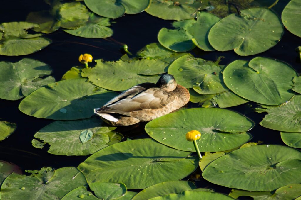 不眠に効く漢方の種類とは？