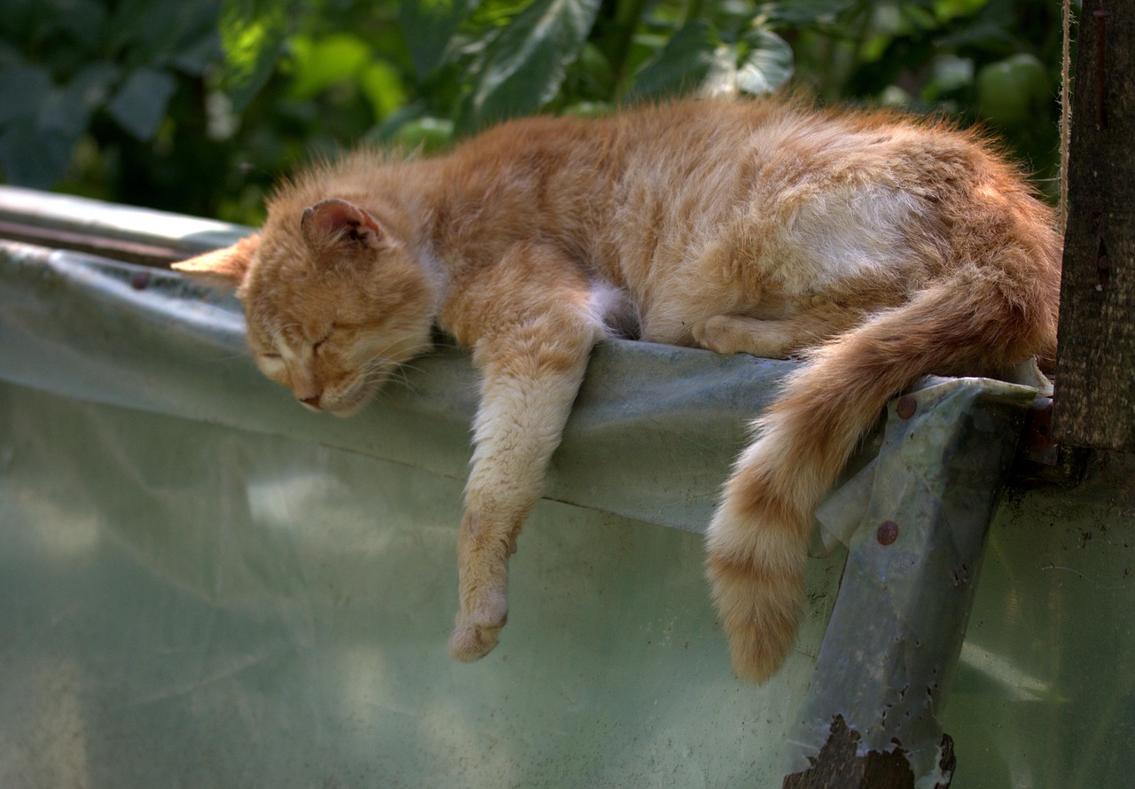 不眠に効果的な漢方は何がいい？