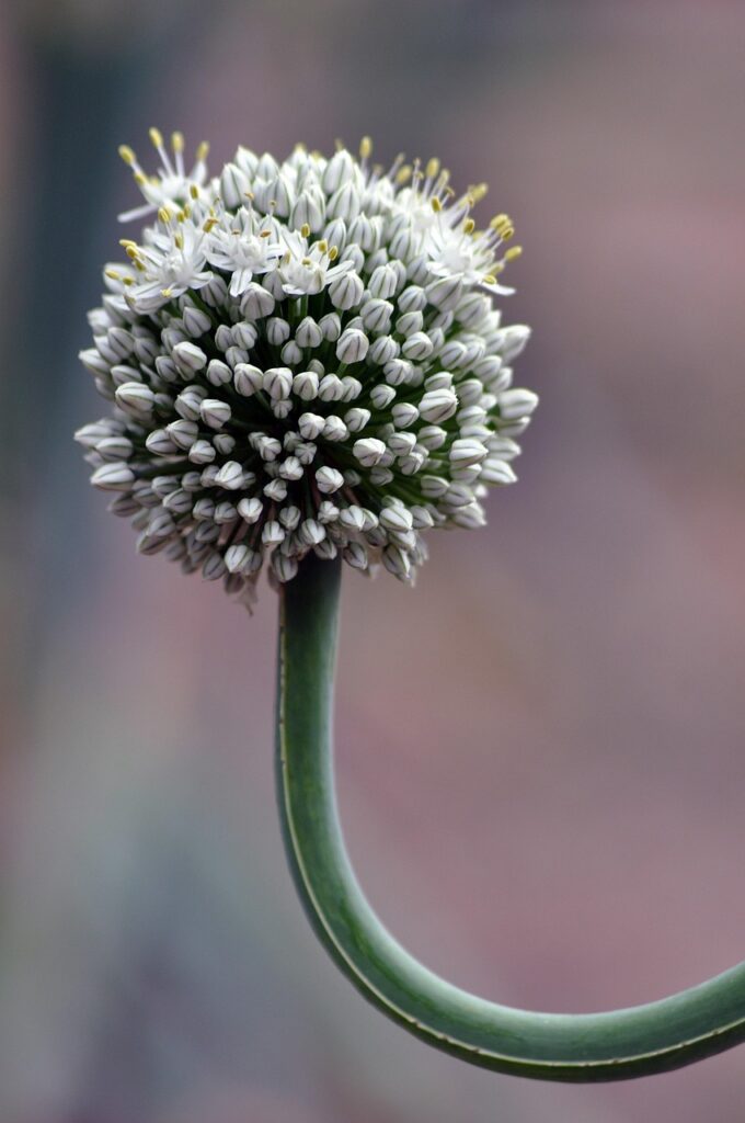 閉経による不眠に効果的な漢方薬は？