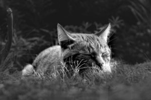 睡眠サプリと漢方の違いは何ですか？