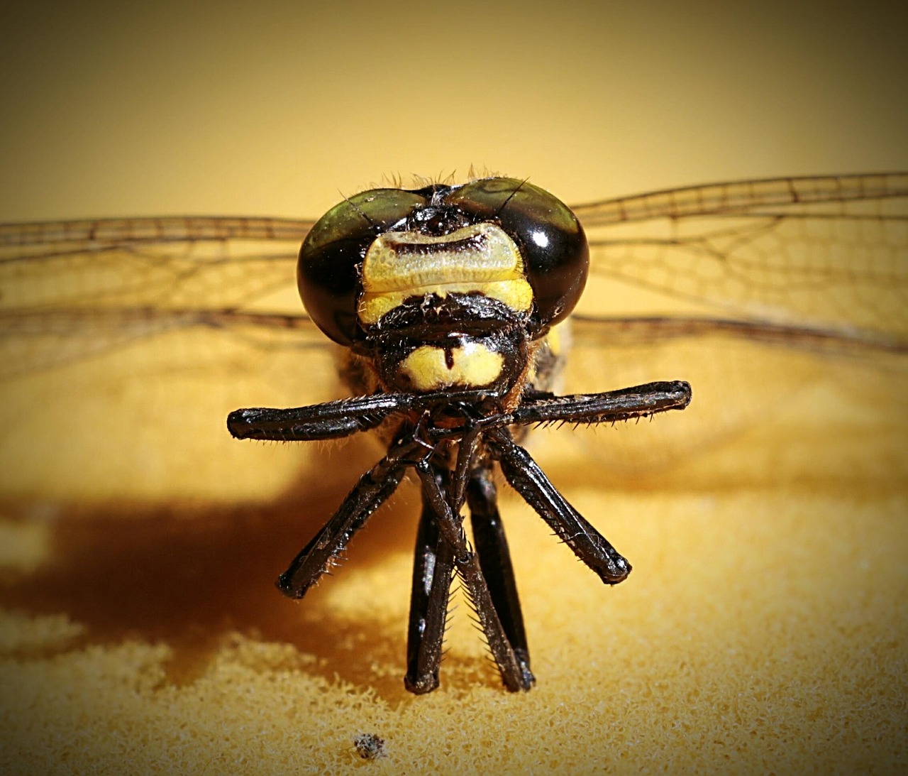 睡眠薬を飲みたくない時に試すべき漢方は？