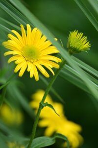 更年期の不眠に対する漢方の効果とは？