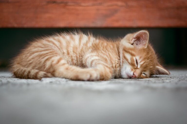 更年期を乗り越えるための40代向け睡眠日誌の付け方と漢方は？