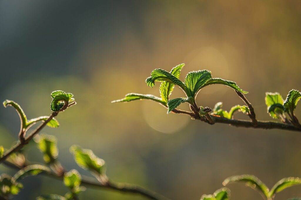 桂枝茯苓丸を使った40代の寝つけないあなたにおすすめの飲み方は？