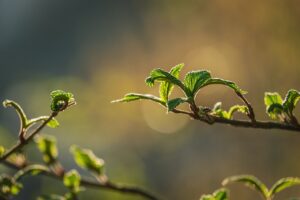 桂枝茯苓丸を使った40代の寝つけないあなたにおすすめの飲み方は？