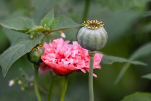 甲状腺薬と漢方を併用する際の注意点は？