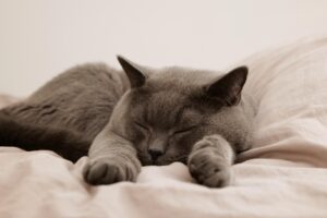 睡眠中の汗について漢方薬局に相談する際の伝え方は？